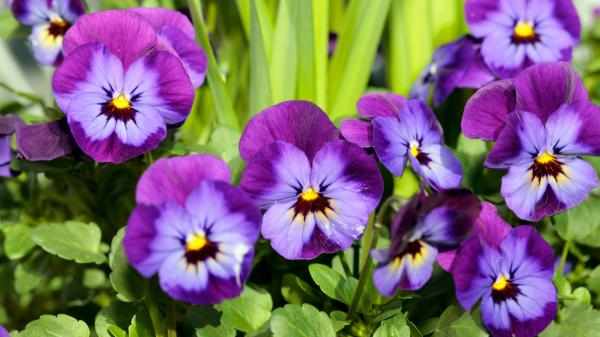 Ideales para plantar el 23 de septiembre: las flores que resisten el frío, apenas necesitan cuidados y llenan de color las macetas durante el otoño - El 23 de septiembre es un buen momento para plantar pensamientos