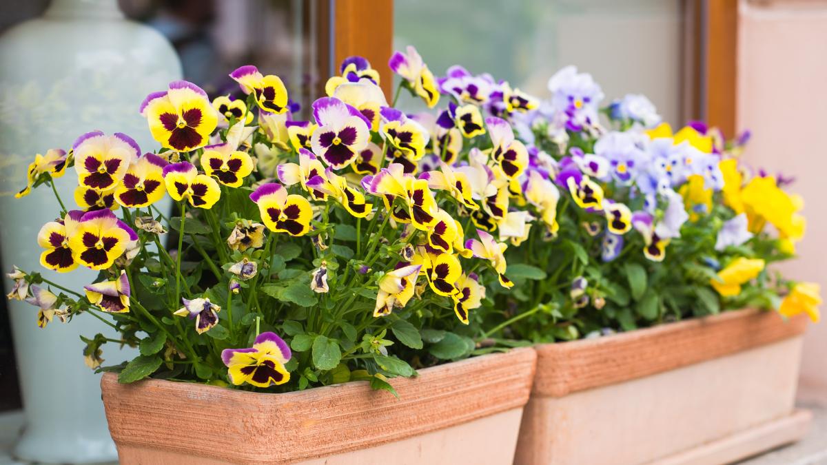 Ideales para plantar el 23 de septiembre: las flores que resisten el frío, apenas necesitan cuidados y llenan de color las macetas durante el otoño