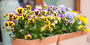 Ideales para plantar el 23 de septiembre: las flores que resisten el frío, apenas necesitan cuidados y llenan de color las macetas durante el otoño