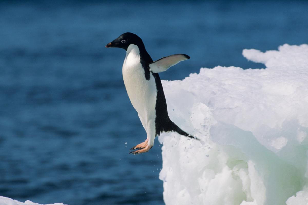 ¿Los pingüinos vuelan?