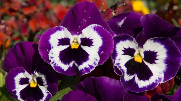 Ideales para plantar el 23 de septiembre: las flores que resisten el frío, apenas necesitan cuidados y llenan de color las macetas durante el otoño - Mucha luz y cuidado con el exceso de agua