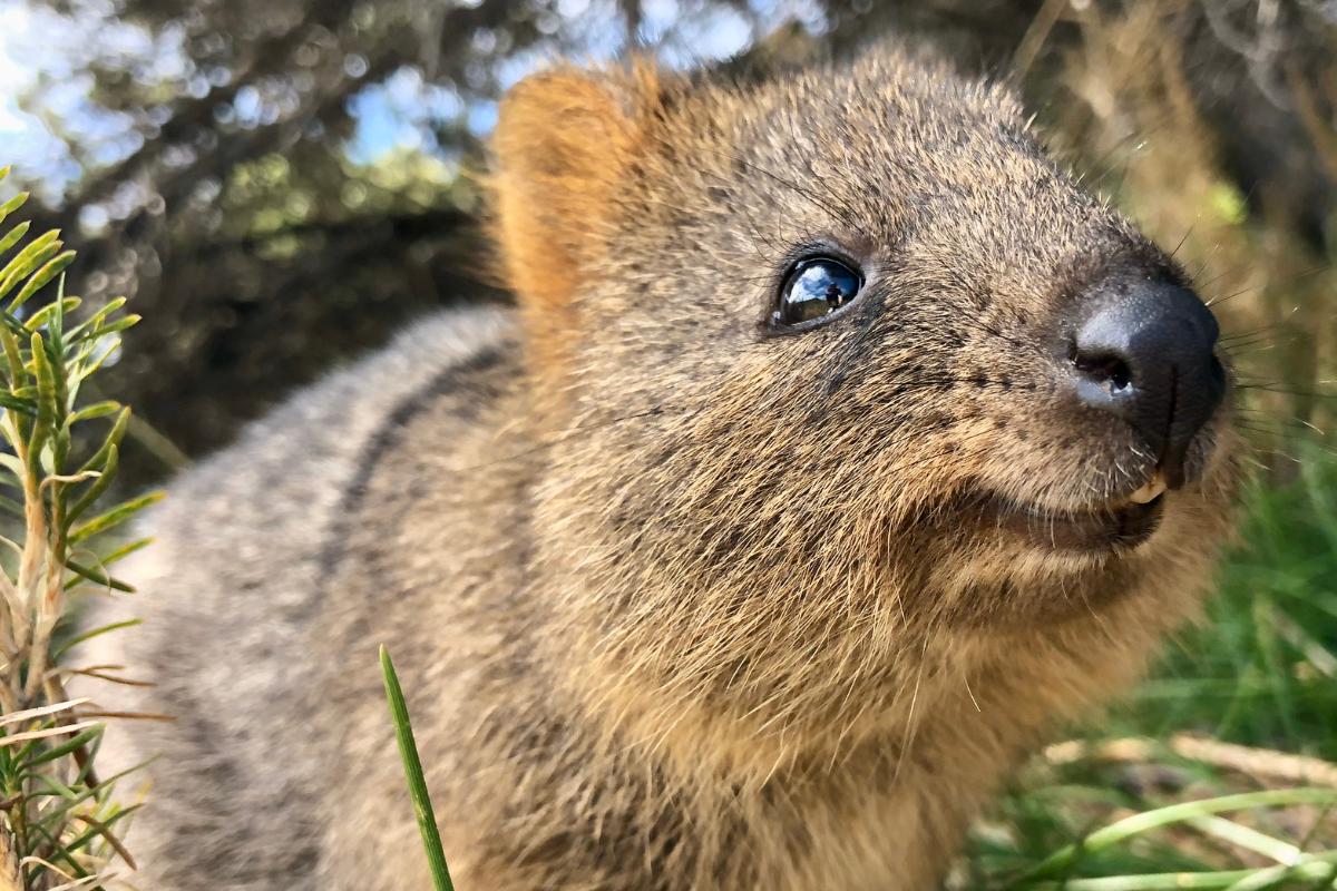 Quokka