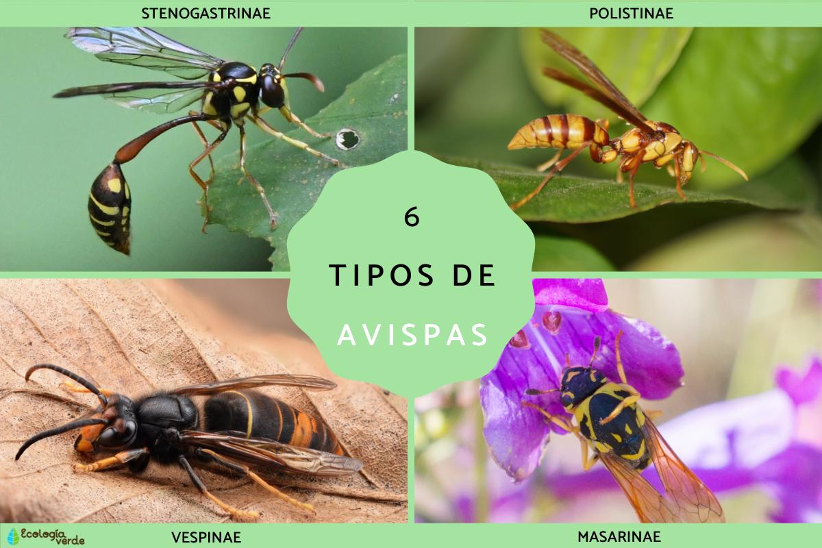 Tipos de avispas