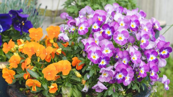 Ideales para plantar el 23 de septiembre: las flores que resisten el frío, apenas necesitan cuidados y llenan de color las macetas durante el otoño - Una flor pequeña que llena de color las macetas
