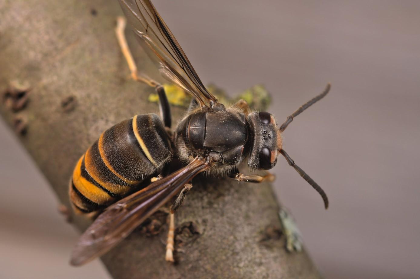 6 Tipos De Avispas - Nombres Y Fotos