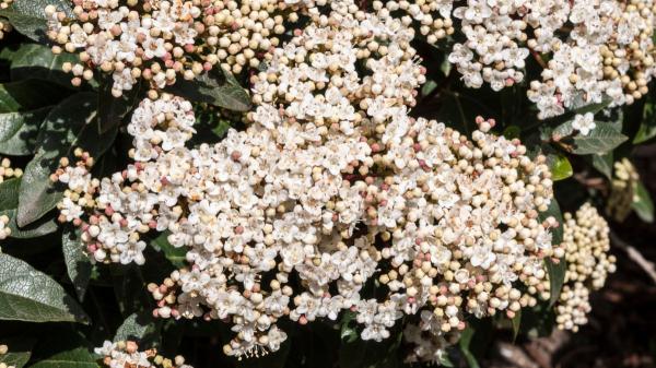Florece cuando llega el frío y necesita pocos cuidados: el arbusto de flores blancas que alegra el jardín en otoño - Así es el durillo, el arbusto mediterráneo de flores blancas