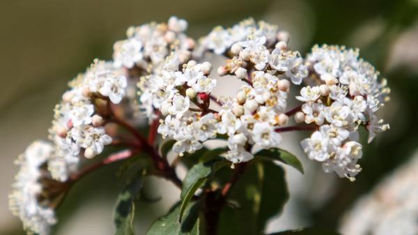 Florece cuando llega el frío y necesita pocos cuidados: el arbusto de flores blancas que alegra el jardín en otoño - El durillo aporta belleza al jardín y alimento a los insectos polinizadores