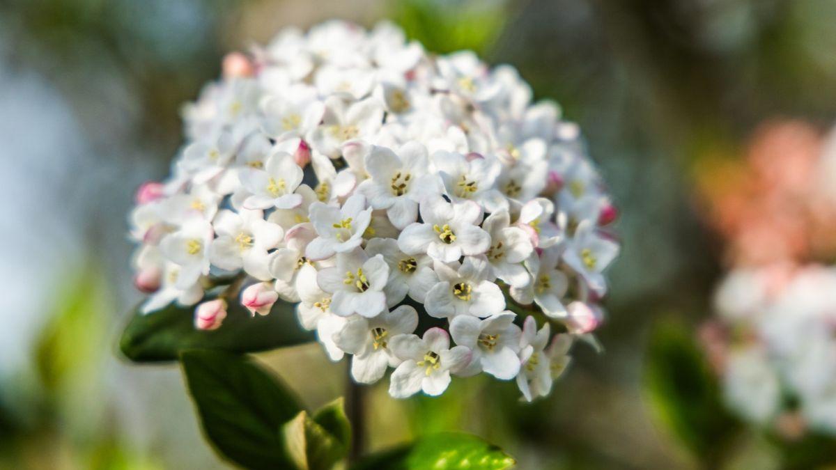 Florece cuando llega el frío y necesita pocos cuidados: el arbusto de flores blancas que alegra el jardín en otoño