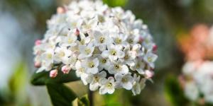 Florece cuando llega el frío y necesita pocos cuidados: el arbusto de flores blancas que alegra el jardín en otoño