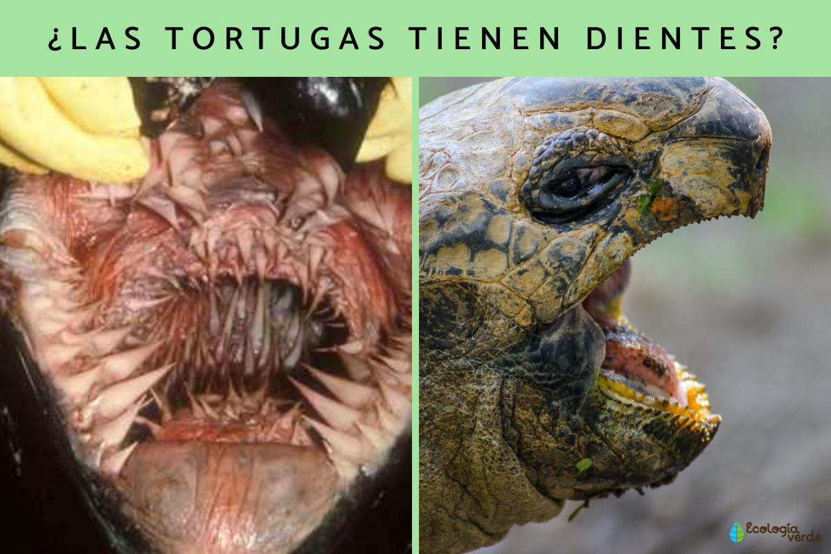 ¿Las tortugas tienen dientes?