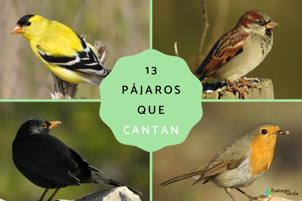 Pájaros que cantan