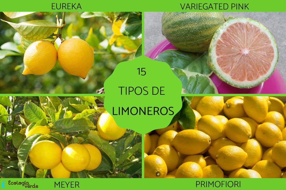 Tipos de limoneros