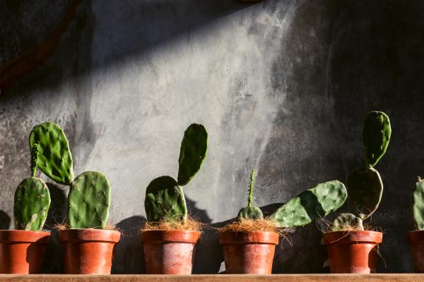 Cómo plantar un nopal - Cómo plantar un nopal en maceta