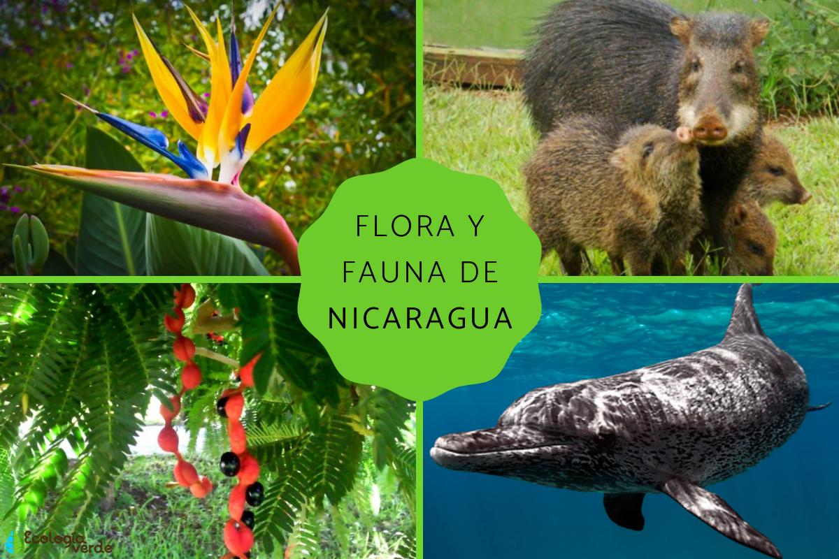 Flora y fauna de Nicaragua