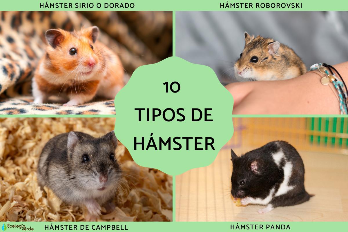 Tipos de hámster
