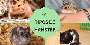 Tipos de hámster