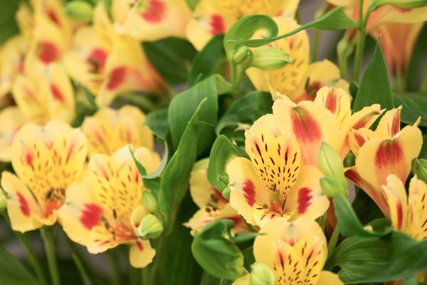 Flores de septiembre - Astromelias (Alstroemeria spp.)