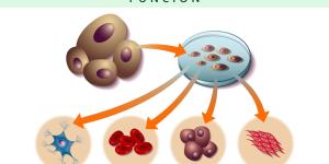 Células madre: qué son, tipos y función