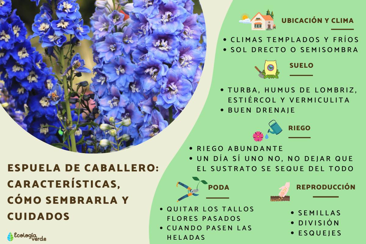 Espuela de caballero: características, cómo sembrarla y cuidados