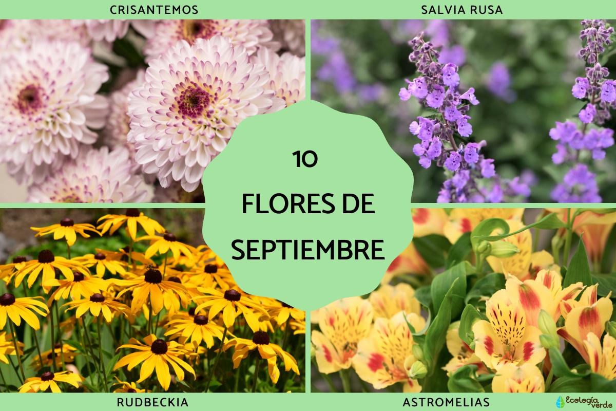 Flores de septiembre