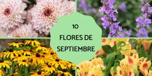 Flores de septiembre