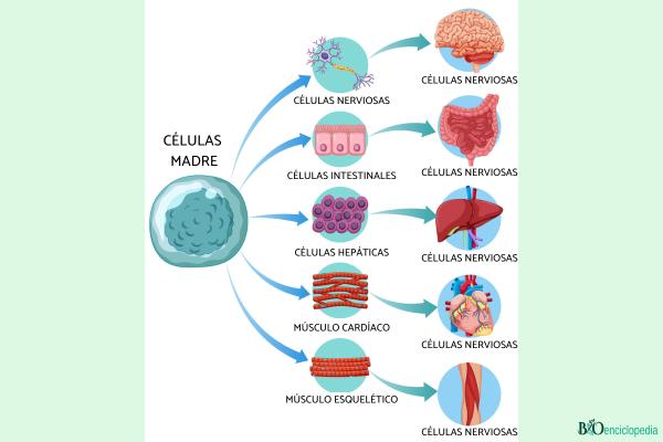 Células madre: qué son, tipos y función - Función de las células madre 