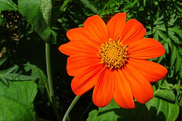 Flores de septiembre - Girasol mexicano (Tithonia rotundifolia)