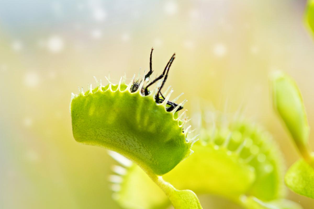 Nastias: qué son y ejemplos