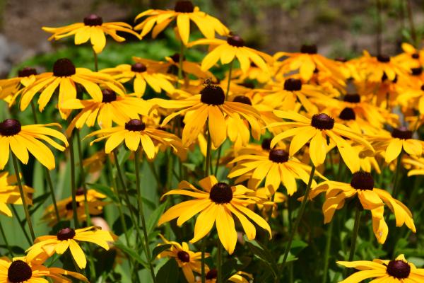 Flores de septiembre - Rudbeckia o susana de ojos negros (Rudbeckia hirta)