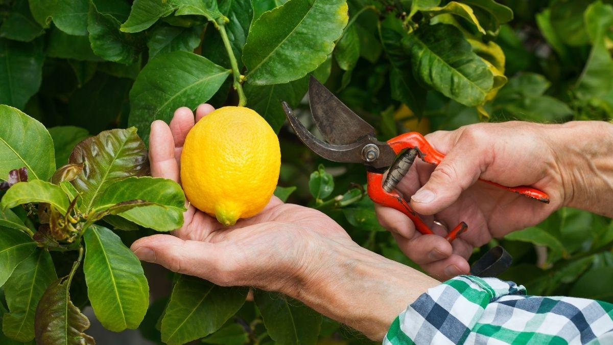 Cómo y cuándo podar un limonero para que dé muchos más limones