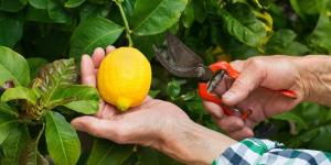 Cómo y cuándo podar un limonero para que dé muchos más limones