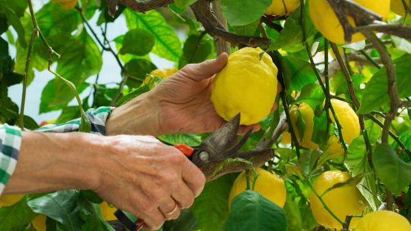 Cómo y cuándo podar un limonero para que dé muchos más limones - Cuándo podar tu limonero: los momentos clave para mayor producción