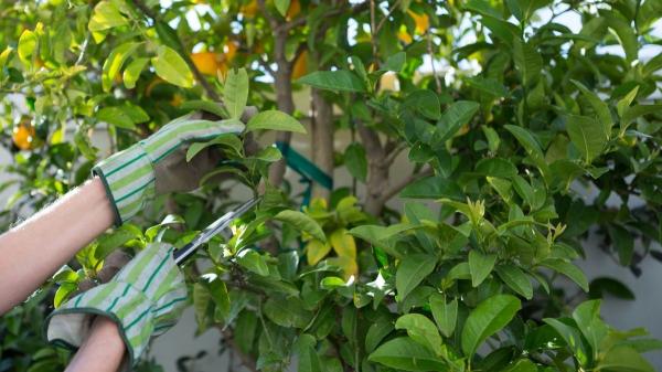 Cómo y cuándo podar un limonero para que dé muchos más limones - “Equilibrar el limonero”, la clave del éxito en limoneros más grandes