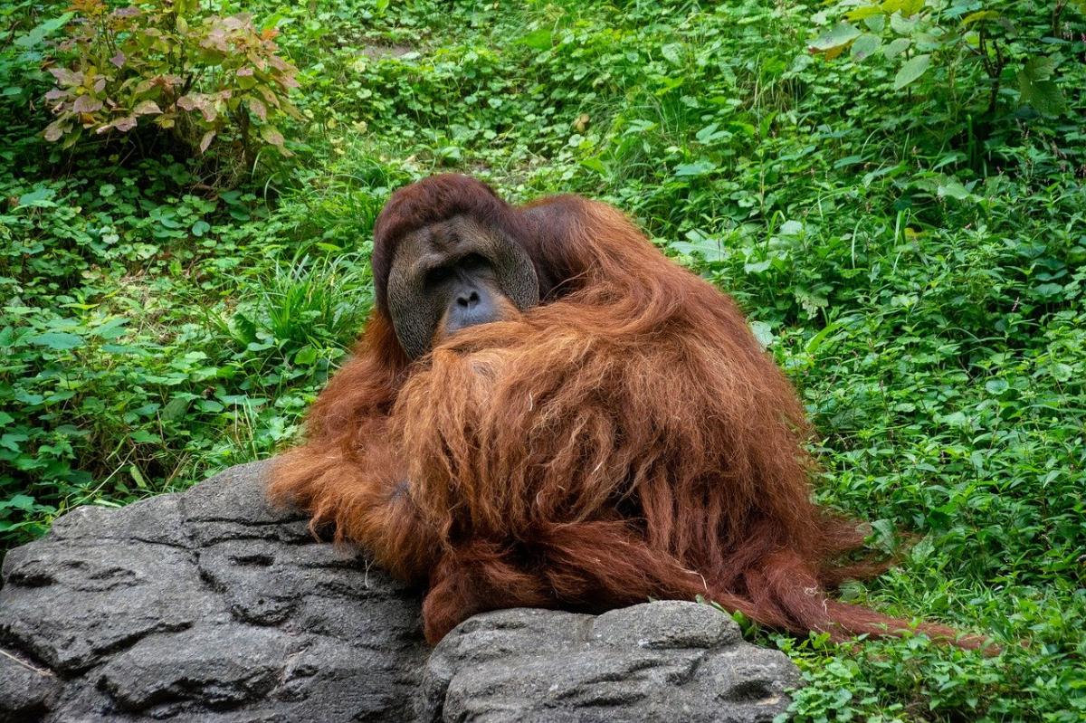 Por qué los orangutanes están en peligro de extinción