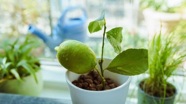 Cómo y cuándo podar un limonero para que dé muchos más limones - Primeras podas en un limonero joven: el secreto para fortalecer su tronco y base