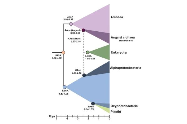 LUCA o last universal common ancestor: qué es en biología y cómo era - Cuándo vivió LUCA y dónde apareció