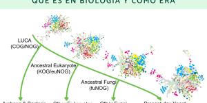 LUCA o last universal common ancestor: qué es en biología y cómo era