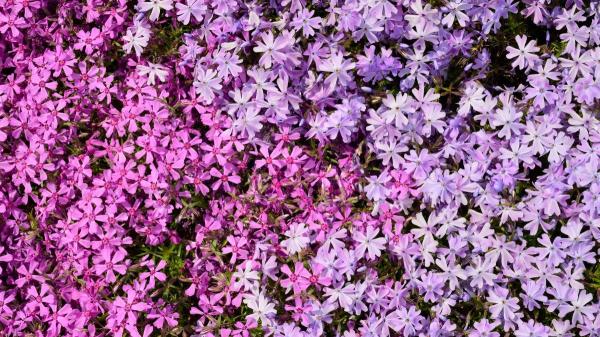 Qué es la Luna Rosa de abril y por qué no se verá de color rosa - ¿Por qué la Luna Rosa no se verá de este color? El origen del nombre que confunde a todos