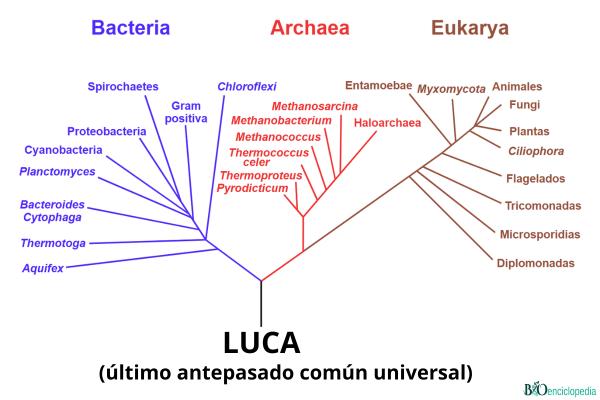 LUCA o last universal common ancestor: qué es en biología y cómo era - Qué es LUCA o last universal common ancestor
