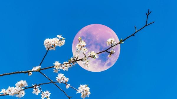Qué es la Luna Rosa de abril y por qué no se verá de color rosa - ¿Qué es realmente la Luna Rosa? 