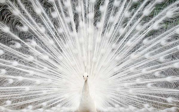 Pavo real - Alimentación del pavo real