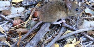 Así es el colilargo, el ratón que transmite el hantavirus de los Andes y que no puede nadar en el mar