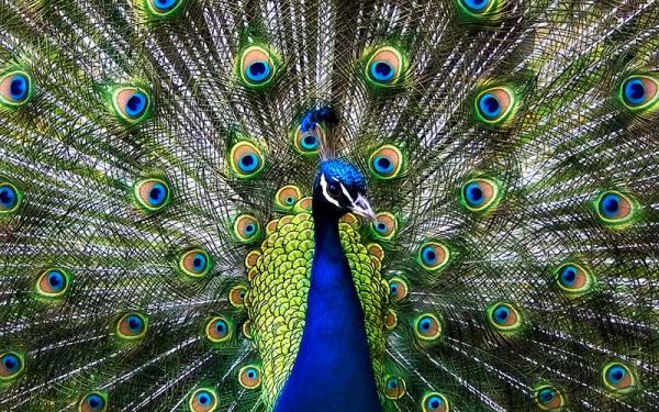 Pavo real