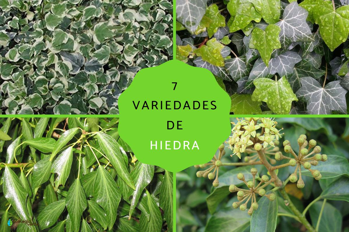 Tipos de hiedra