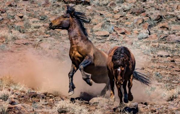 Caballos mustang - Características de los caballos mustang 
