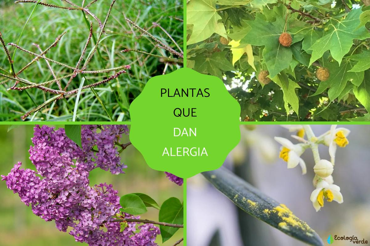 Plantas que dan alergia