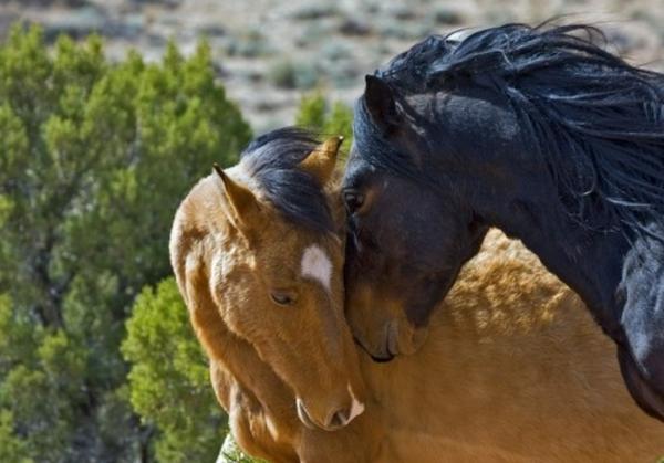 Caballos mustang - Reproducción de los caballos mustang 