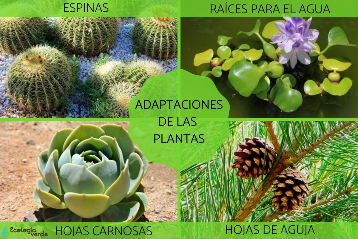 Adaptaciones de las plantas: tipos y ejemplos