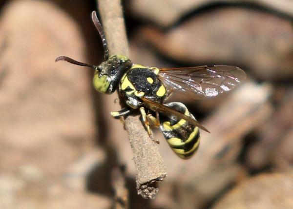 Tipos de avispas - Euparagiinae