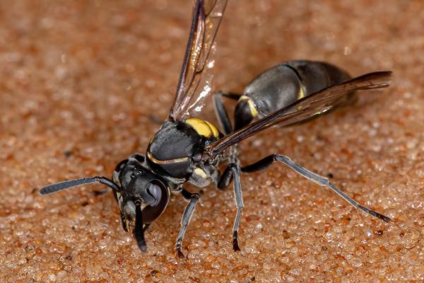 Tipos de avispas - Polistinae